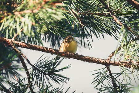 A small bird sitting on a branch of a pine tree in winterの写真素材