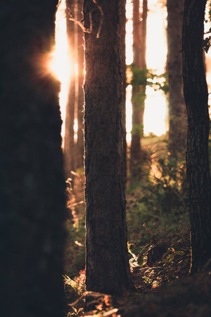 Sunset in the forest. Beautiful natural background. Toned.