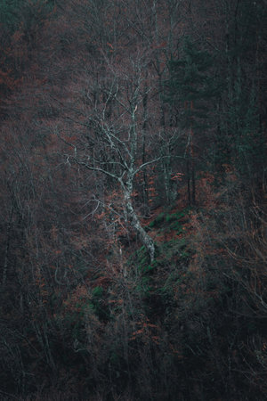 Dark winter forest without snow.の写真素材