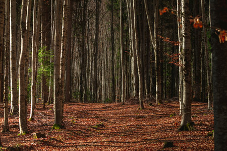 Autumnal forest with fallen leaves in the foreground, Bulgaria.