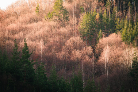Beautiful forest in the early spring. Early morning shot.