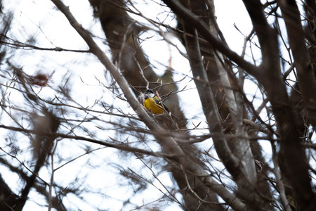 Beautiful yellow bird on branch, Pirin, Bulgariaの写真素材