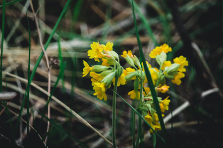 Beautiful vibrant spring flower in the grass.の写真素材