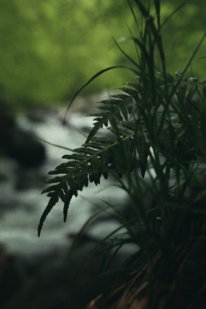 Fern leaves and grass with river in the background.の写真素材