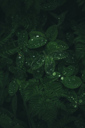 Leaf clover with small fern plants with rain drops on them.
