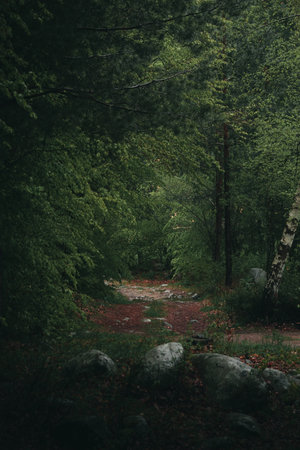 Beautiful pat in the forest with rocks.