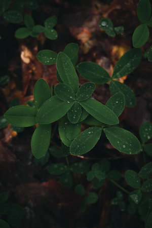 Rain drops on a leaf clover plant.の写真素材