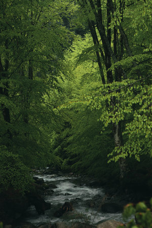 Beautiful shot of a river in the forest.の写真素材