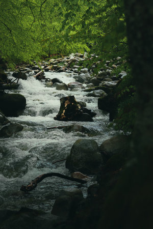 Beautiful moody shot in the rainy forest.