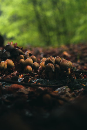 Small mushroom in the forest.の写真素材