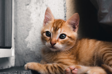 Cute looking small orange kitten lying and waiting for the food.の写真素材