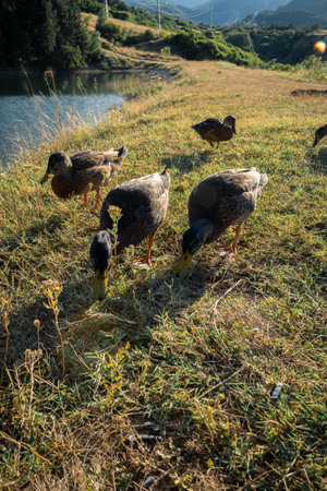 Feeding a cute friendly ducks.の写真素材