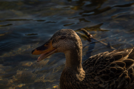 Cute and happy duck smiling for the camera.の写真素材