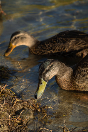 Duck looking at a small frog in a lake.の写真素材