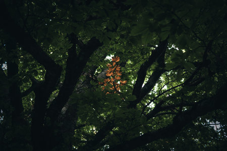 Autumn is slowly coming back.の写真素材