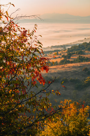 Beautiful autumn mood and colors with fog in the background.の写真素材