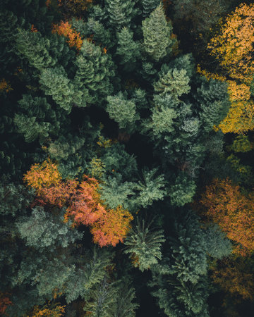 Straight down photo with a drone of a pine forest with autumn colored trees.の写真素材