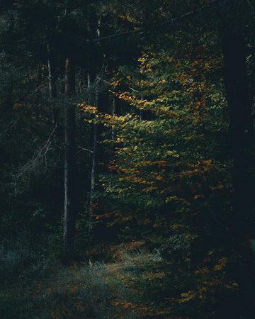 Running to a beautiful scenery with lit autumnal leaves in a dark pine forest.