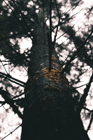 Orange and dark mossy pine tree.