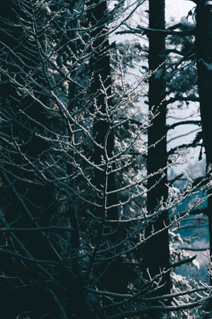 Morning light hitting the snowy branches of a small tree.の写真素材