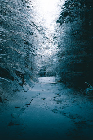 Moody cinematic snowy and cold road covered with snowy trees.の写真素材