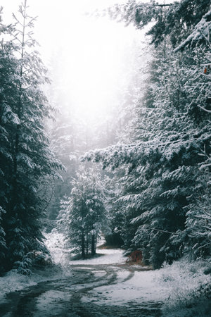 Snowy road in the early winter makes a good composition.の写真素材