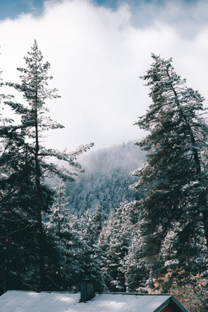 Curved pine trees making a natural frame for a beautiful view.の写真素材