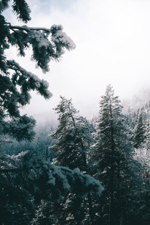 Magical winter place in the mountains with background fog.の写真素材