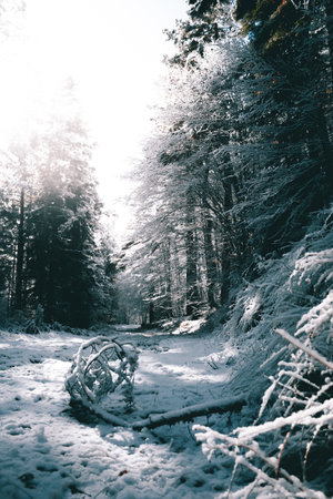 Fallen pine tree with a foggy and snowy background.の写真素材