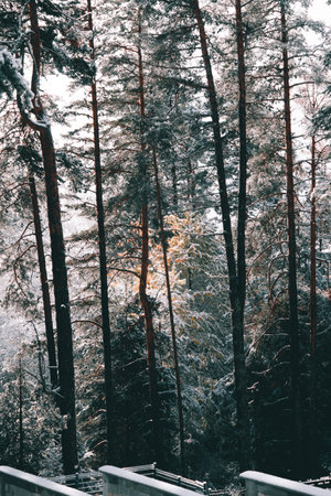 Exploring in the snowy pine forest.の写真素材
