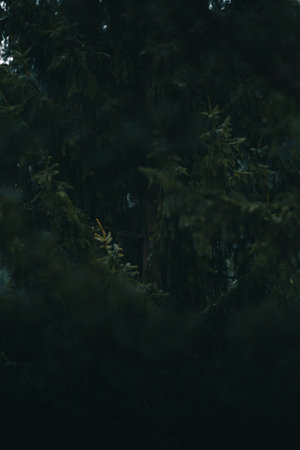 Peeking trough the dark branches of the pine trees.の写真素材