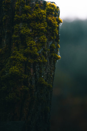 Close up shot of a mossy wooden pole.の写真素材