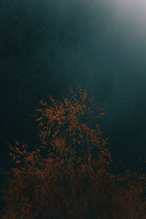 Magical scenery in the deep dark forest.