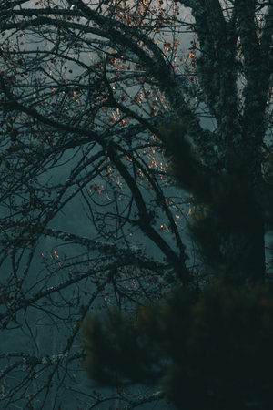 Dark tree branches in the dark forest with background fog.の写真素材