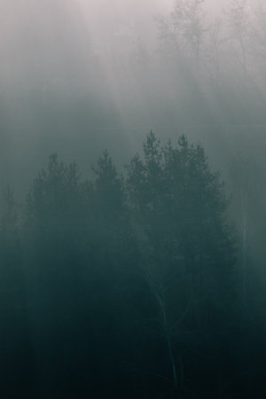 Sunrays hitting the trees trough the fog.の写真素材