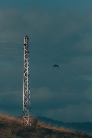 Big bird flying to a steel electrical pole.の写真素材