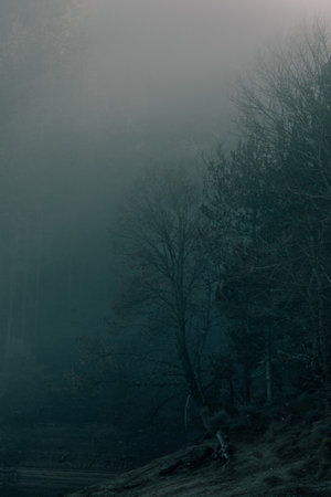 Dark and spooky forest with a lot of fog.の写真素材