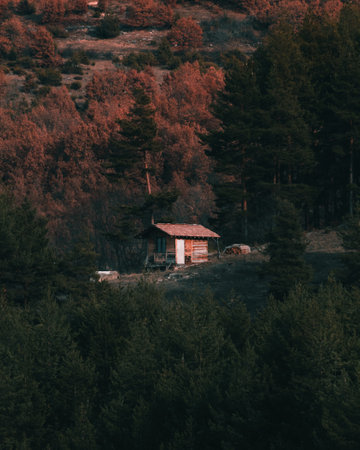 Small wooden cabin in the pine forest.の写真素材