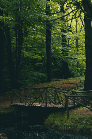 Lovely scenery with small wooden bridge over a small lake in a moody beech forest with soft sunlight coming trough the trees.の写真素材