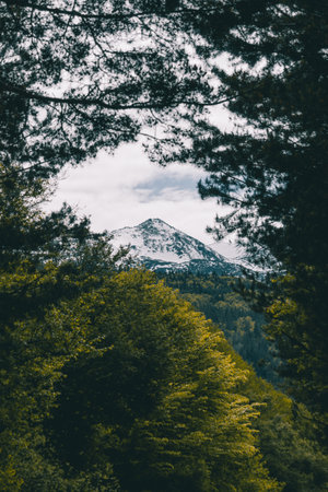 Beautiful snowy peak on the snowy mountains captured trough the branches of a dark beech forest.の写真素材
