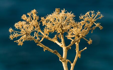 A ocean flower of tenerifeの写真素材