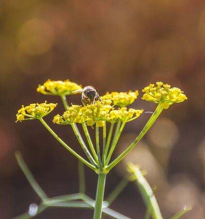 A bee licking honey of a flowerの写真素材