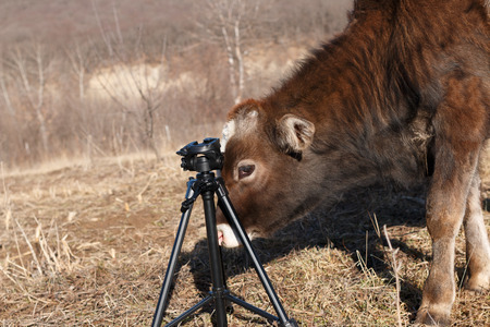 Young calf with a white spot on his face went for a walk on the field next to the wood. Autumn. Caucasus.の写真素材