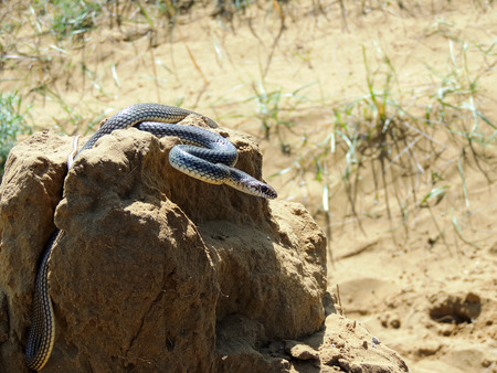 yellow-bellied snake (dolichophis caspius)  in a posture of defense and attack. Dune sarykum.の写真素材
