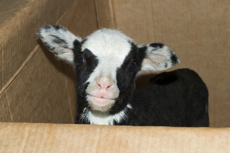 Little lamb in a box looking curiously at the camera. Giftの写真素材