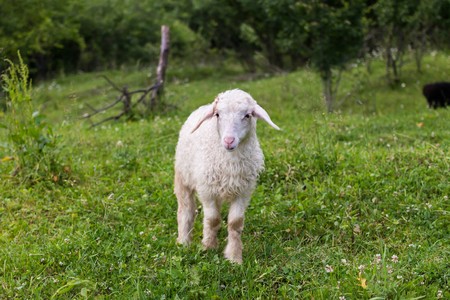 lamb, grazing on the grassの写真素材