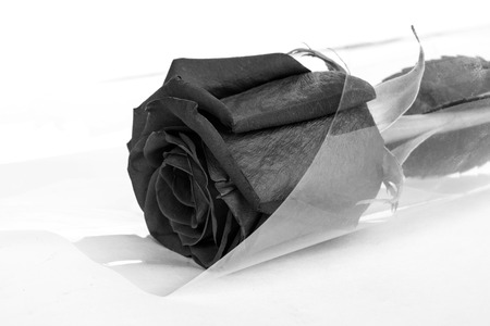 one black and white bouquet on a white backgroundの写真素材