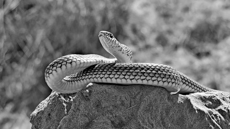 yellow-bellied snake (dolichophis caspius)  in a posture of defense and attack. Dune sarykum.の写真素材