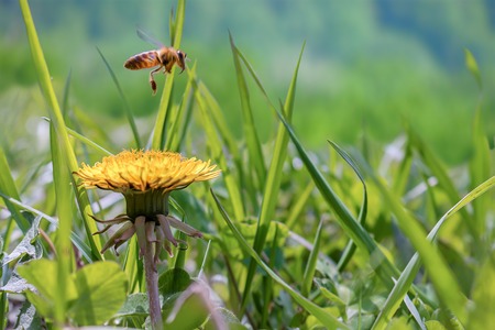 Bee flying over the dandelion in spring in the Caucasusの写真素材