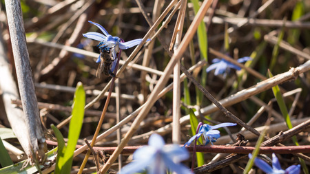The bee pollinate a flower blutbell spring. Dagestan. 2015の写真素材